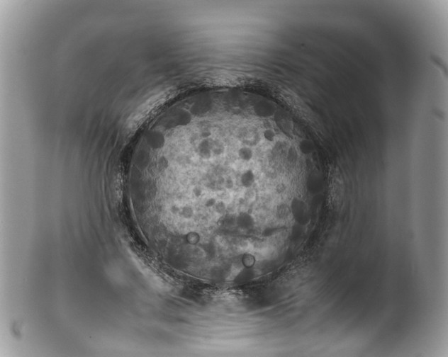 X0000100420683200806131059