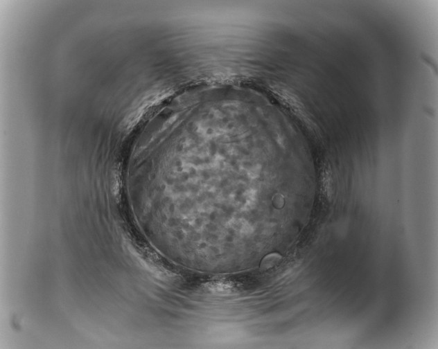 X0000100420687200806131059