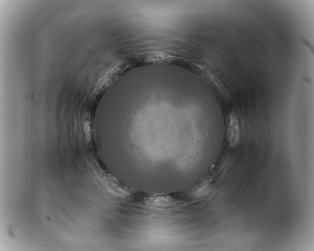 X0000100420716200806131059
