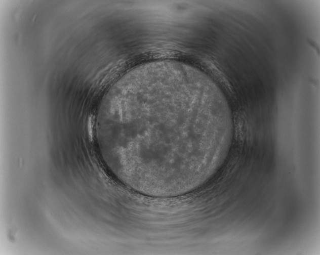 X0000100420026200806201833