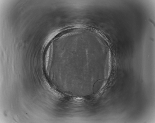 X0000100420055200806201832