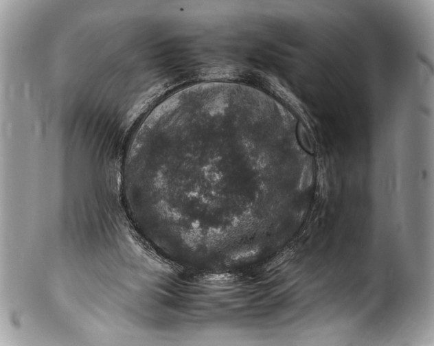X0000100420059200806201832