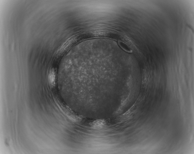 X0000100420124200806201831