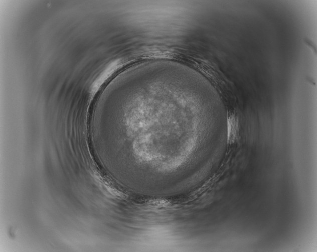 X0000100420195200806201830