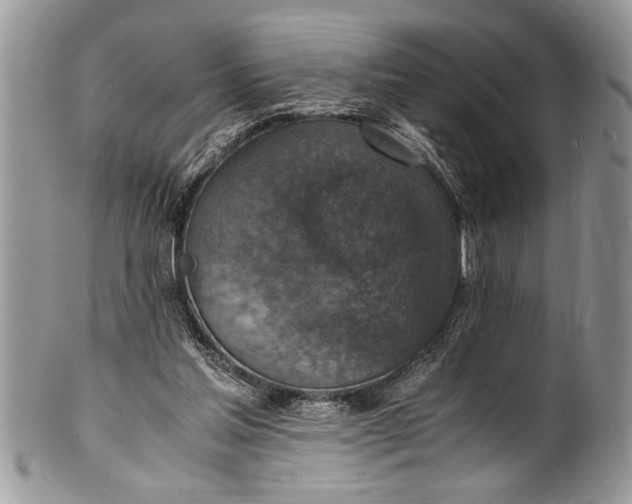 X0000100420205200806201830