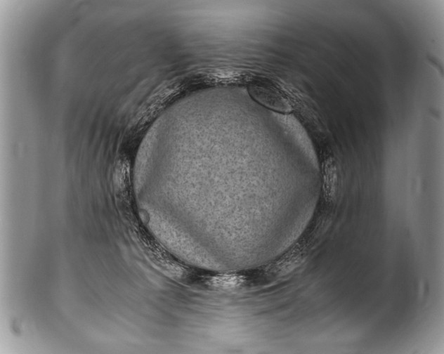 X0000100420225200806201830