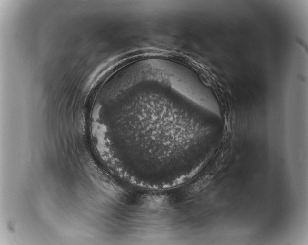 X0000100420247200806201829