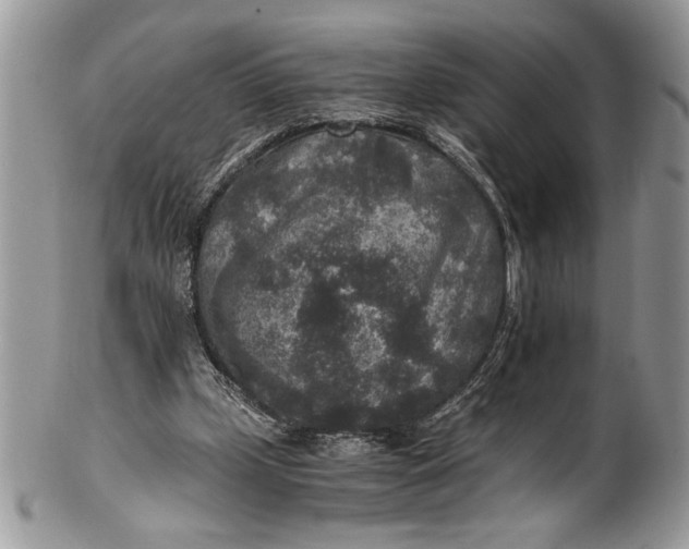 X0000100420249200806201829