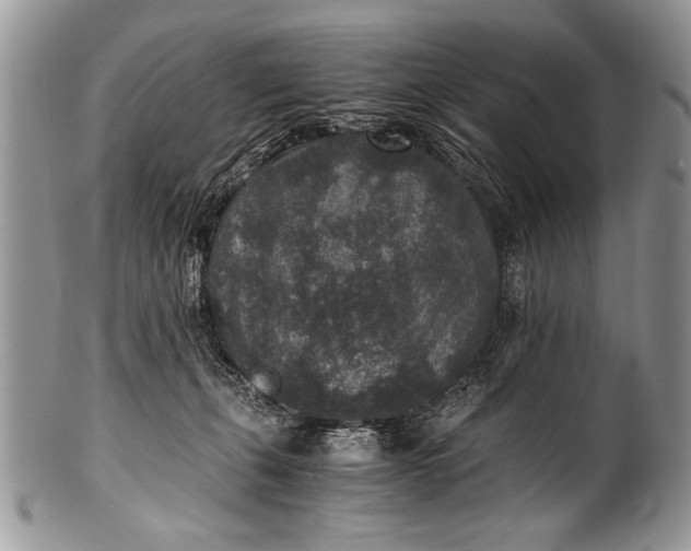 X0000100420271200806201829