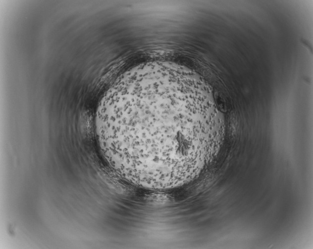 X0000100420276200806201829