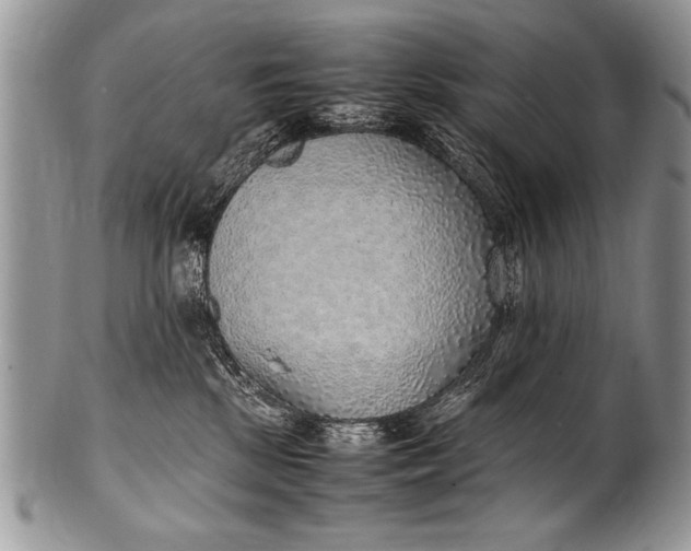 X0000100420281200806201830