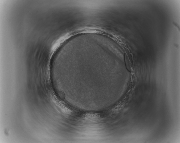 X0000100420296200806201829