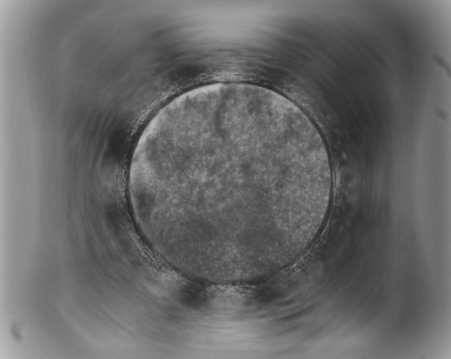 X0000100420297200806201829