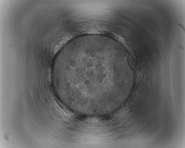 X0000100420299200806201829