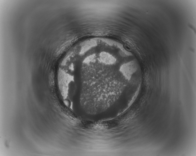 X0000100420303200806201829