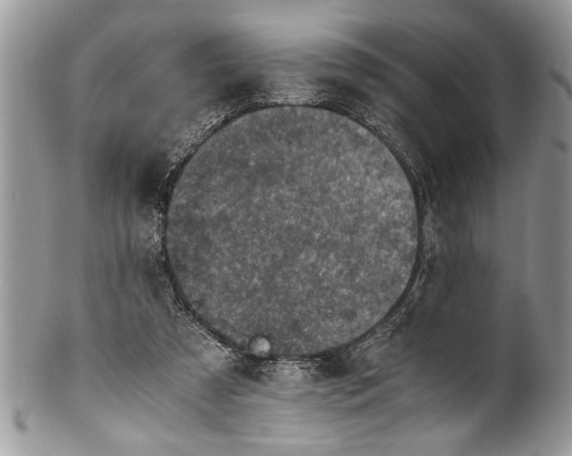 X0000100420305200806201829