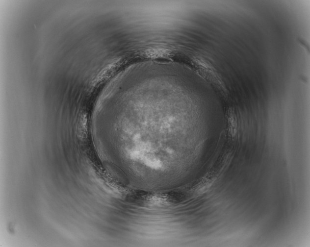 X0000100420308200806201829