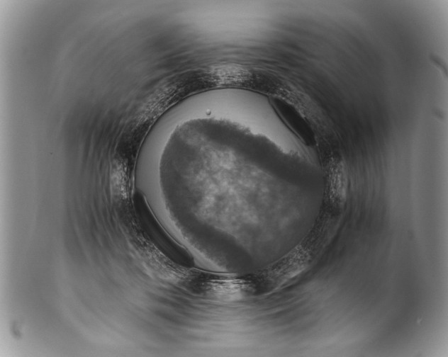 X0000100420316200806201829