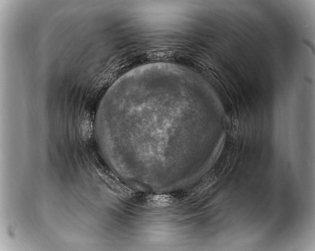 X0000100420324200806201828