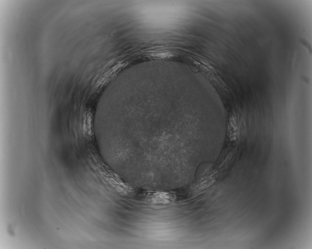 X0000100420330200806201828