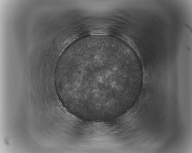 X0000100420385200806201828
