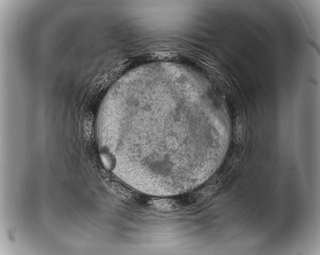 X0000100420417200806201827