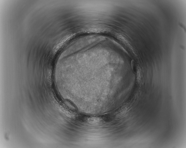 X0000100420444200806201826