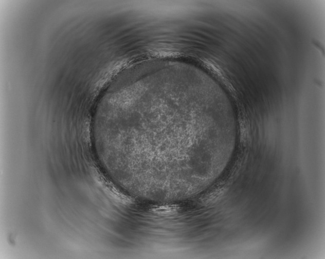 X0000100420447200806201826