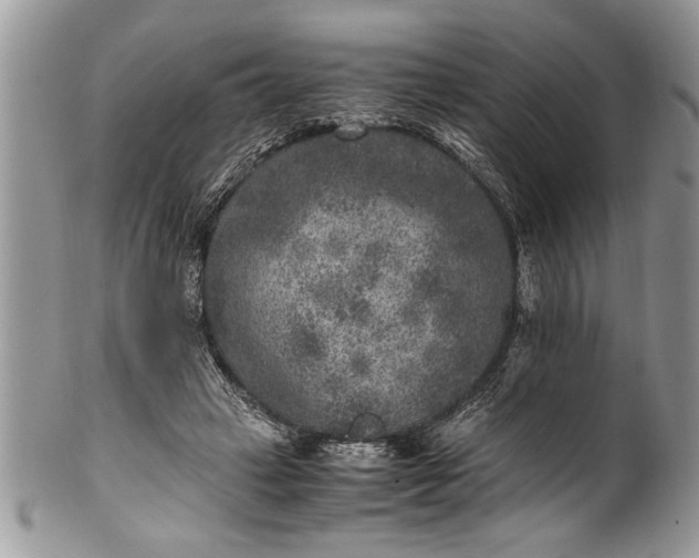 X0000100420449200806201826