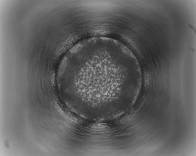 X0000100420451200806201826