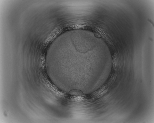 X0000100420462200806201827