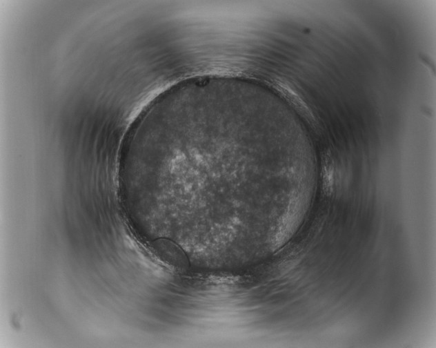 X0000100420484200806201826
