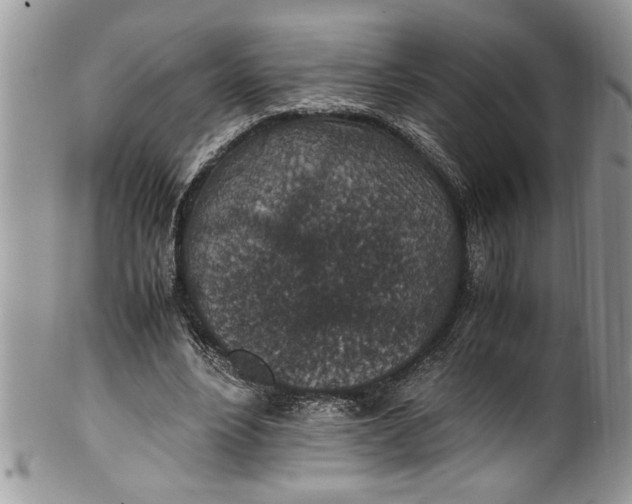 X0000100420488200806201826