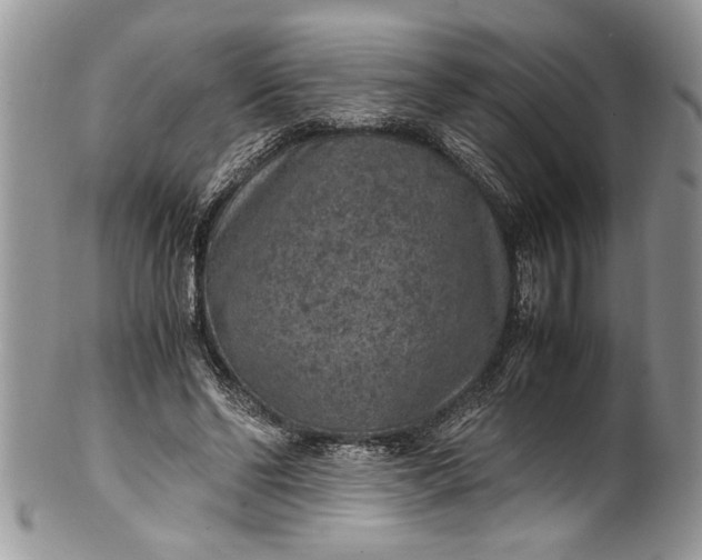 X0000100420494200806201826