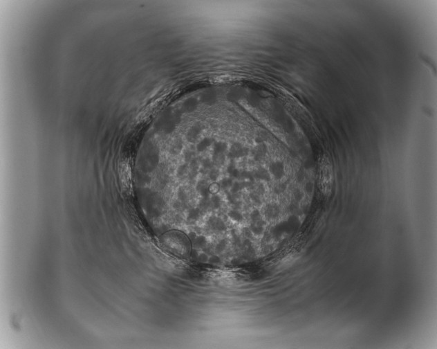 X0000100420523200806201825