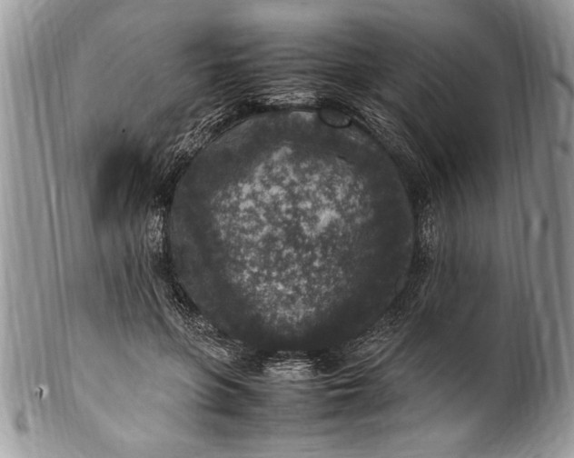 X0000100420551200806201825