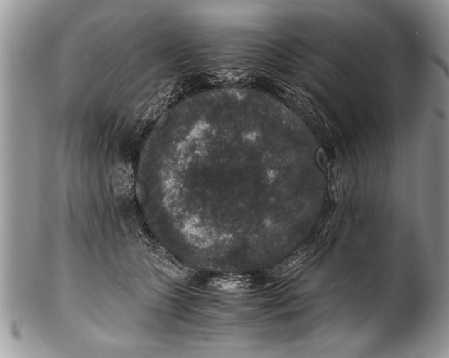 X0000100420563200806201825