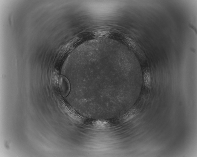 X0000100420570200806201825