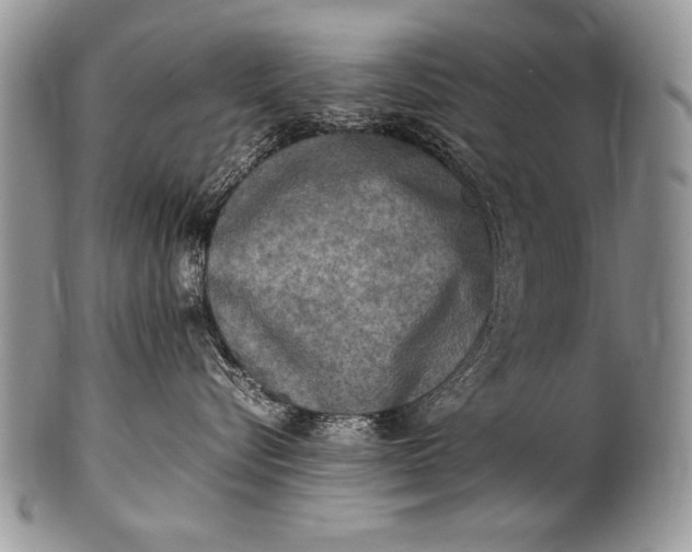 X0000100420576200806201825