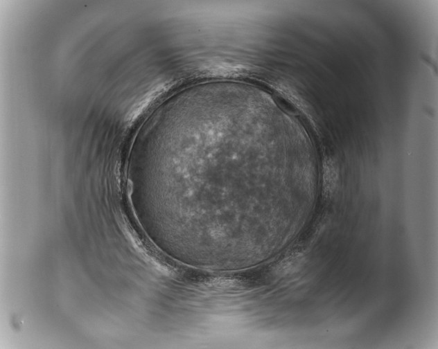 X0000100420581200806201824