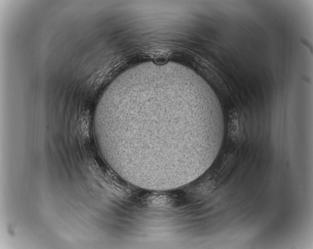 X0000100420604200806201824
