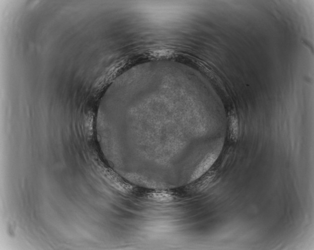 X0000100420668200806201824