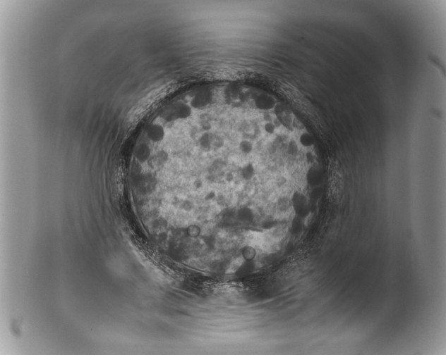 X0000100420683200806201823