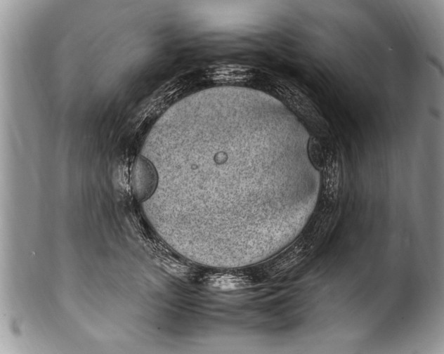 X0000100420755200806201822