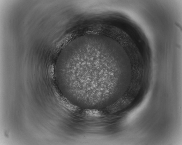 X0000100420767200806201822