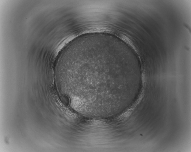 X0000100420781200806201822