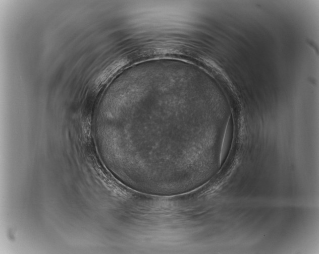 X0000100420785200806201822