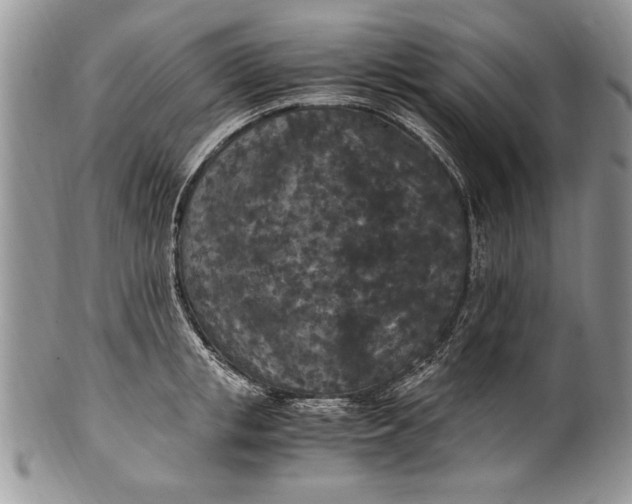 X0000100420853200806201821