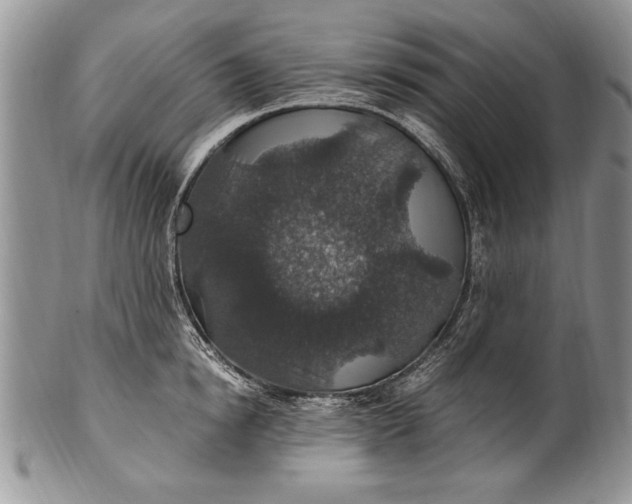 X0000100420854200806201821