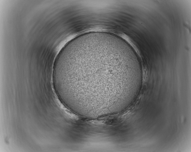 X0000100420861200806201821